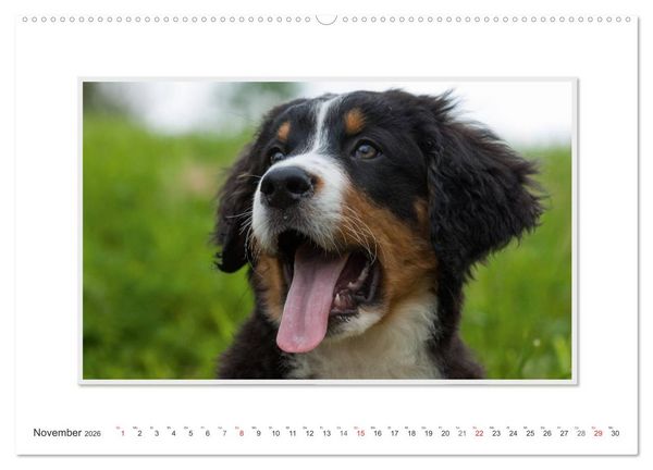 Produktbild: Emotionale Momente: Berner Sennenhund. (Wandkalender 2026 DIN A2 quer), CALVENDO Monatskalender