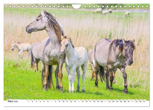 Produktbild: Ein Herz f&uuml;r Wildpferde (Wandkalender 2026 DIN A4 quer), CALVENDO Monatskalender