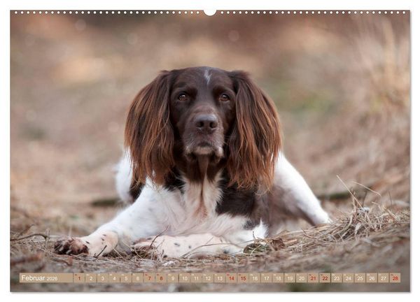 Produktbild: Passion Jagdhund - Kleiner M&uuml;nsterl&auml;nder (Wandkalender 2026 DIN A2 quer), CALVENDO Monatskalender