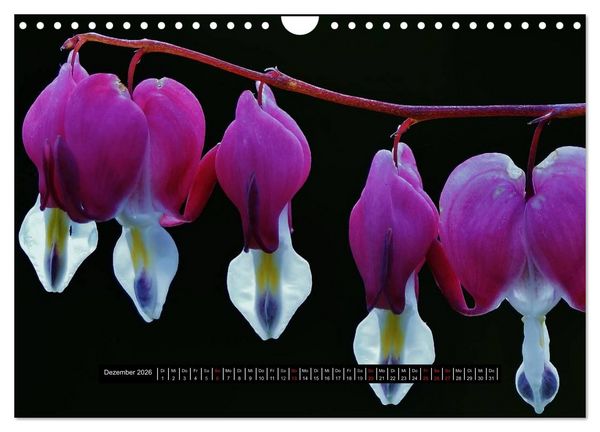 Produktbild: Bl&uuml;ten-Zauber am Wegesrand 2026 (Wandkalender 2026 DIN A4 quer), CALVENDO Monatskalender