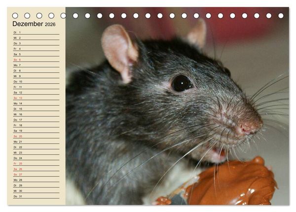 Produktbild: Ratten. Gelehrige Haustiere (Tischkalender 2026 DIN A5 quer), CALVENDO Monatskalender