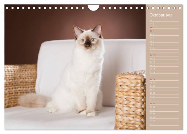 Produktbild: Zauberhafte Ragdolls / Geburtstagskalender (Wandkalender 2026 DIN A4 quer), CALVENDO Monatskalender