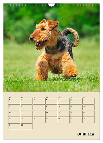 Produktbild: Airedale Terrier - Temperament auf 4 Pfoten (Wandkalender 2026 DIN A3 hoch), CALVENDO Monatskalender