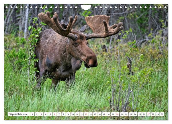Produktbild: Tierwelt in den Canadian Rockies (Wandkalender 2026 DIN A4 quer), CALVENDO Monatskalender