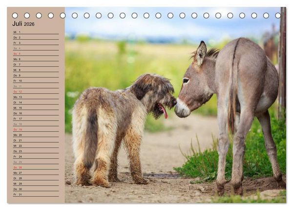 Produktbild: Das Esel-Paradies - Hunde und andere Feunde (Tischkalender 2026 DIN A5 quer), CALVENDO Monatskalender