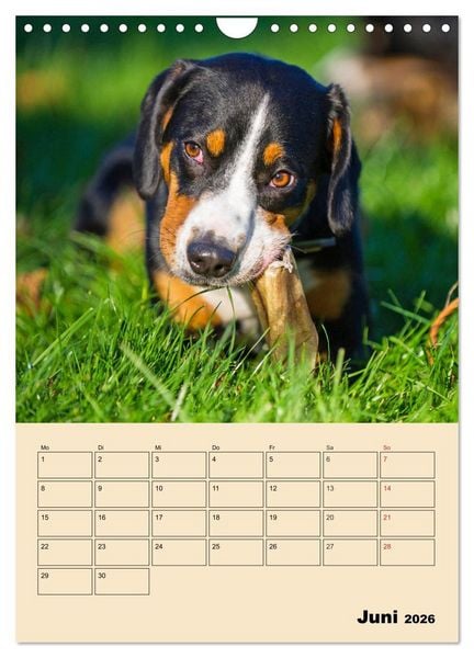 Produktbild: Jahresplaner Entlebucher Sennenhund (Wandkalender 2026 DIN A4 hoch), CALVENDO Monatskalender