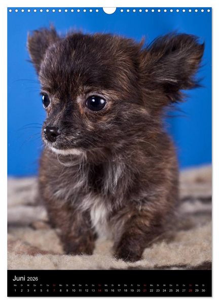 Produktbild: Chihuahua Welpen (Wandkalender 2026 DIN A3 hoch), CALVENDO Monatskalender