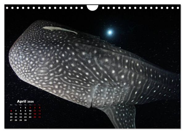 Produktbild: Magical Underwater World (Wall Calendar 2026 DIN A4 landscape), CALVENDO 12 Month Wall Calendar