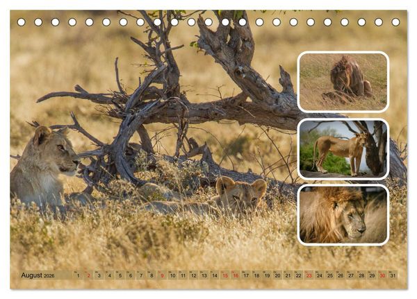 Produktbild: Raubkatzen - gro&szlig; & klein (Tischkalender 2026 DIN A5 quer), CALVENDO Monatskalender