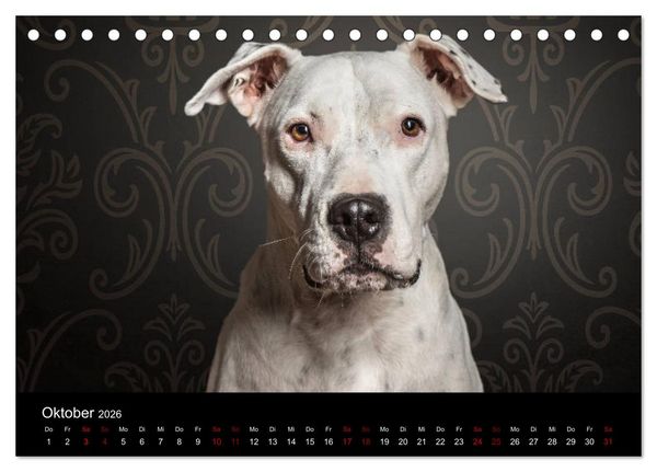 Produktbild: DOGO ARGENTINO (Tischkalender 2026 DIN A5 quer), CALVENDO Monatskalender