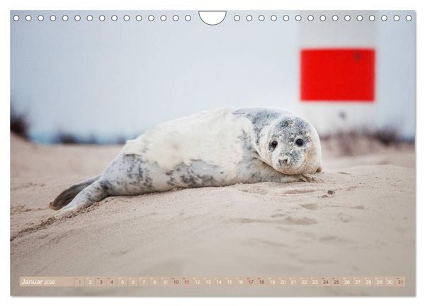 Produktbild: Kegelrobben - Die Kegelrobben von Helgoland (Wandkalender 2026 DIN A4 quer), CALVENDO Monatskalender
