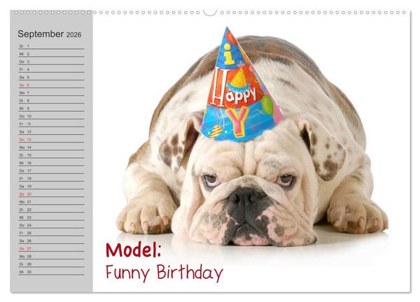 Produktbild: English Bulldog XXL Models (Wandkalender 2026 DIN A2 quer), CALVENDO Monatskalender