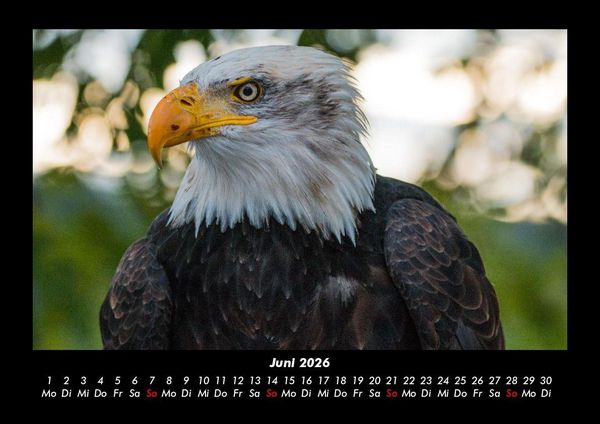 Produktbild: Tierkalender 2026 Fotokalender DIN A3