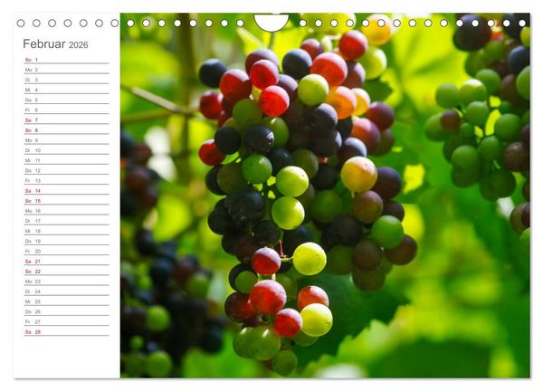 Produktbild: Wein (Wandkalender 2026 DIN A4 quer), CALVENDO Monatskalender