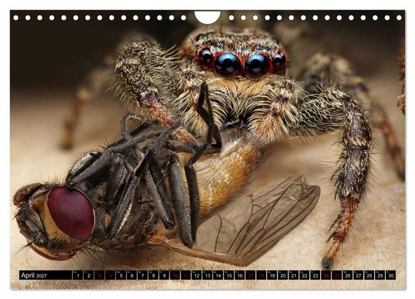 Produktbild: Faszination Makrofotografie: Spinnen (Wandkalender 2027 DIN A4 quer), CALVENDO Monatskalender