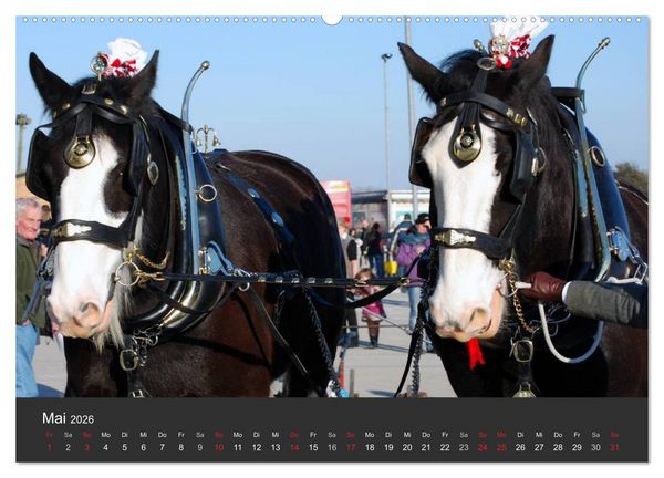 Produktbild: Shire Horse &bull; Prunkvolle Giganten (hochwertiger Premium Wandkalender 2026 DIN A2 quer), Kunstdruck in Hochglanz