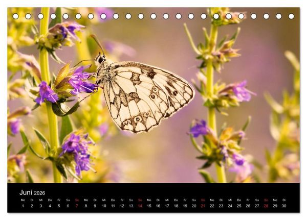 Produktbild: Heimische Schmetterlinge (Tischkalender 2026 DIN A5 quer), CALVENDO Monatskalender