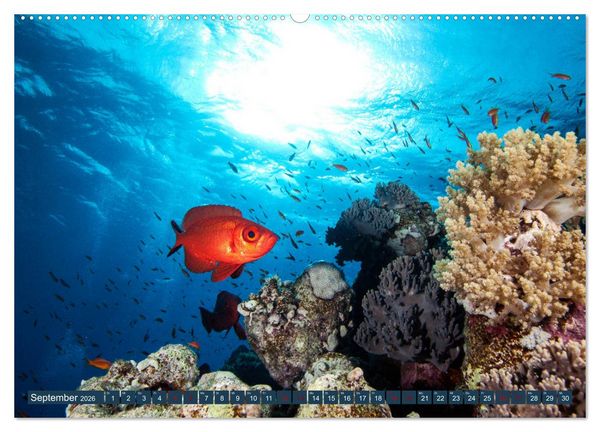 Produktbild: Farbenfrohes Meer (hochwertiger Premium Wandkalender 2026 DIN A2 quer), Kunstdruck in Hochglanz