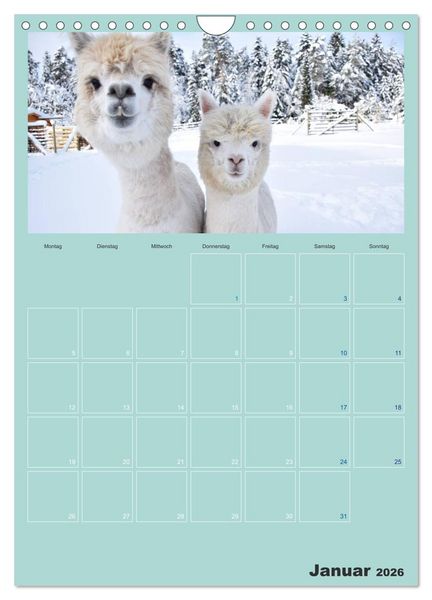 Produktbild: Alpakas zum Verlieben (Wandkalender 2026 DIN A4 hoch), CALVENDO Monatskalender