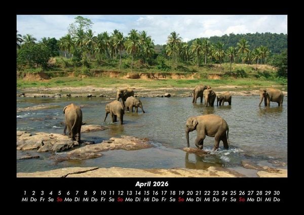 Produktbild: Welt der Tiere 2026 Fotokalender DIN A3