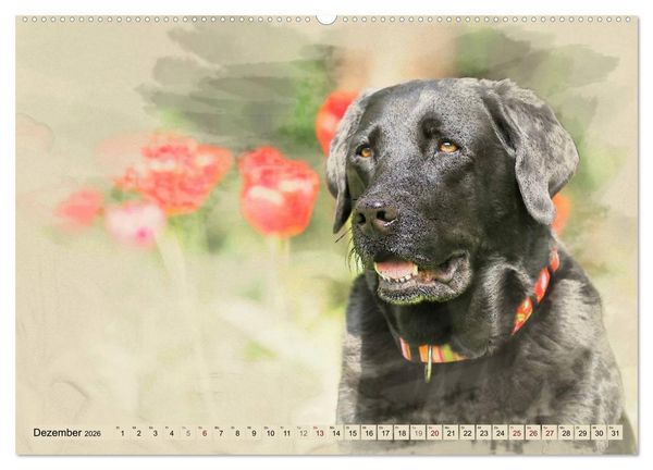 Produktbild: Labrador Retriever 2026 (Wandkalender 2026 DIN A2 quer), CALVENDO Monatskalender