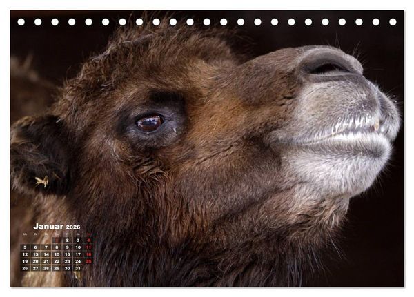 Produktbild: Kamele (Tischkalender 2026 DIN A5 quer), CALVENDO Monatskalender