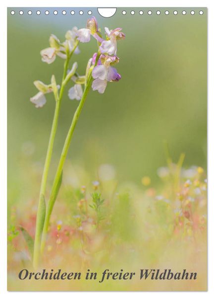 Produktbild: Orchideen in freier Wildbahn (Wandkalender 2026 DIN A4 hoch), CALVENDO Monatskalender