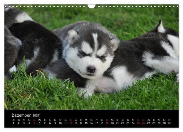 Produktbild: Huskys - Traumhunde (Wandkalender 2027 DIN A3 quer), CALVENDO Monatskalender