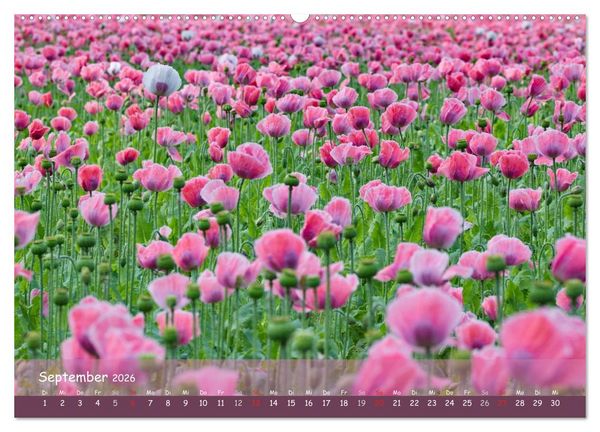 Produktbild: Mohntr&auml;ume (hochwertiger Premium Wandkalender 2026 DIN A2 quer), Kunstdruck in Hochglanz
