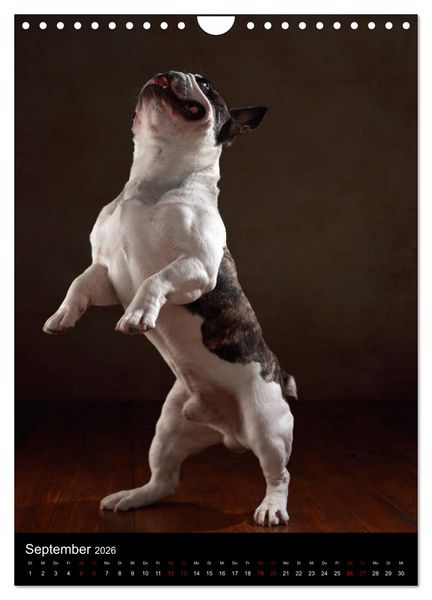 Produktbild: Bullys mit Charme - Franz&ouml;sische Bulldoggen im Portrait (Wandkalender 2026 DIN A4 hoch), CALVENDO Monatskalender