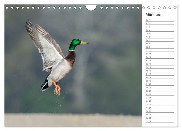 Produktbild: Emotionale Momente: Die Stockente. (Wandkalender 2026 DIN A4 quer), CALVENDO Monatskalender
