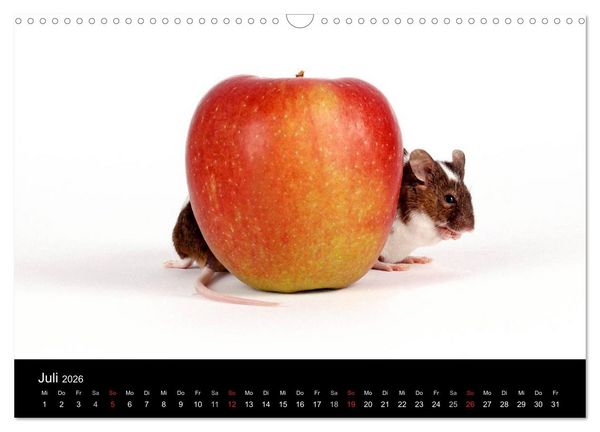 Produktbild: S&uuml;&szlig;e M&auml;use und Coole Ratten (Wandkalender 2026 DIN A3 quer), CALVENDO Monatskalender