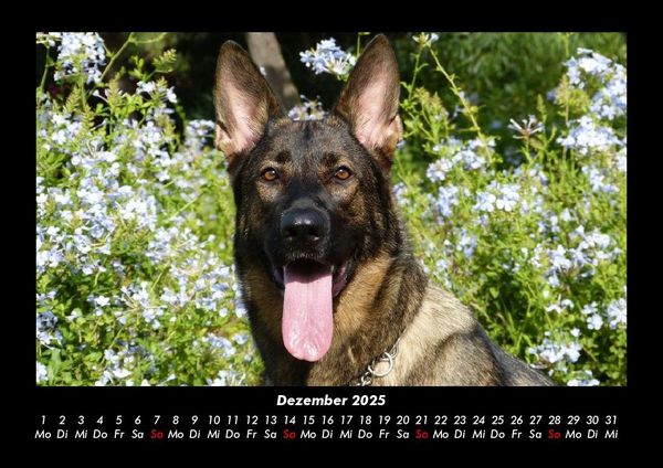 Produktbild: Hunde 2025 Fotokalender DIN A3