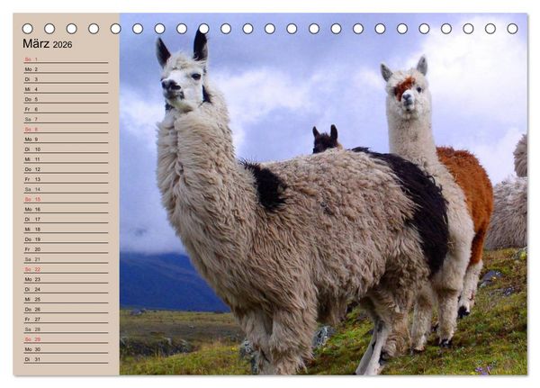 Produktbild: Alpakas und Lamas (Tischkalender 2026 DIN A5 quer), CALVENDO Monatskalender