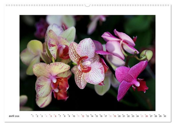 Produktbild: L'orchid&eacute;e Phalaenopsis (Calendrier mural 2026 DIN A2 vertical), CALVENDO calendrier mensuel