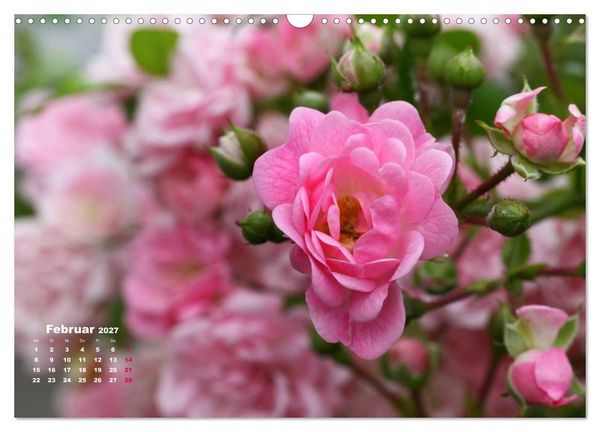 Produktbild: Zauberhafter Rosenreigen (Wandkalender 2027 DIN A3 quer), CALVENDO Monatskalender