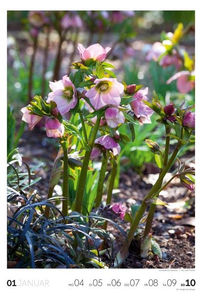 Produktbild: Garten Wochenkalender 2027