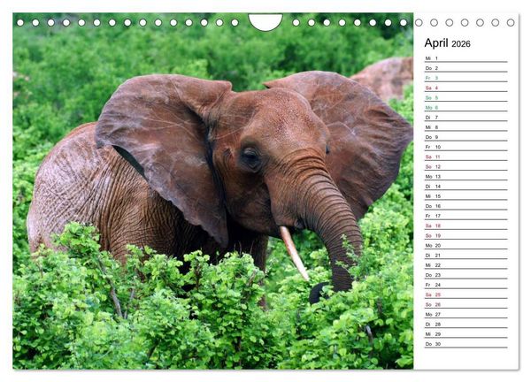 Produktbild: Elefanten . Wildlife in Kenia (Wandkalender 2026 DIN A4 quer), CALVENDO Monatskalender