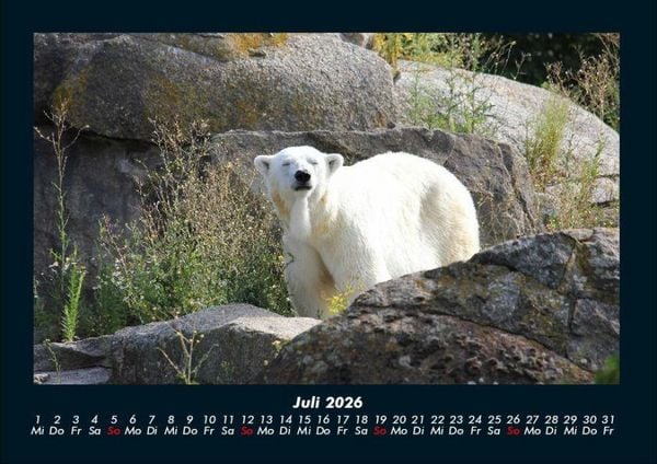 Produktbild: Pinguine & Eisb&auml;ren 2026 Fotokalender DIN A4