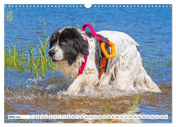 Produktbild: Landseer - Ein starker Freund auf 4 Pfoten (Wandkalender 2026 DIN A3 quer), CALVENDO Monatskalender