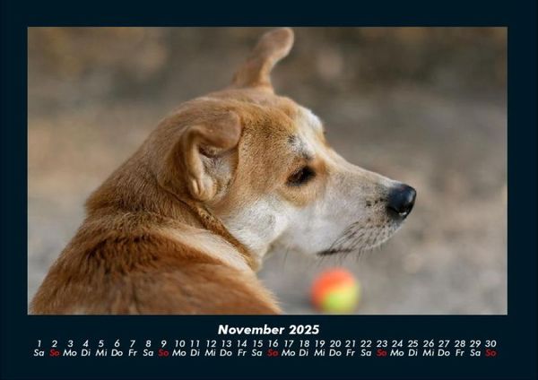Produktbild: Hundezauber 2025 Fotokalender DIN A4