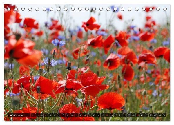 Produktbild: Farbtupfer auf sommerlichen Feldern - Mohn und Kornblumen (Tischkalender 2026 DIN A5 quer), CALVENDO Monatskalender