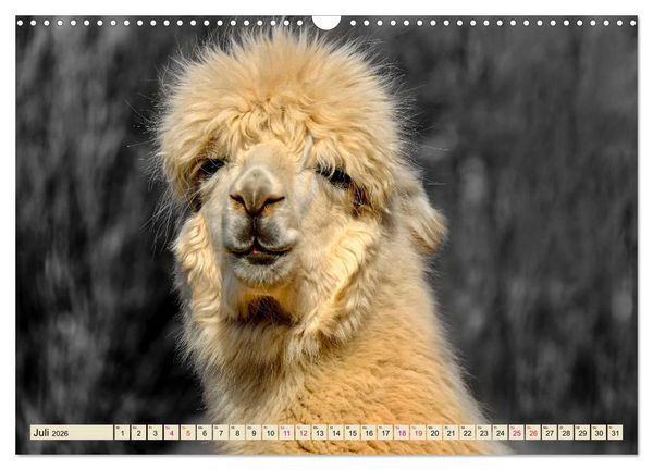 Produktbild: Alpaka Gesichter (Wandkalender 2026 DIN A3 quer), CALVENDO Monatskalender