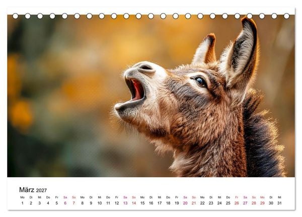 Produktbild: Esel - neugierige Typen (Tischkalender 2027 DIN A5 quer), CALVENDO Monatskalender