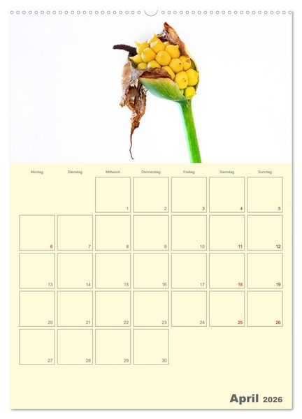Produktbild: Blumenmetamorphosen (Wandkalender 2026 DIN A2 hoch), CALVENDO Monatskalender