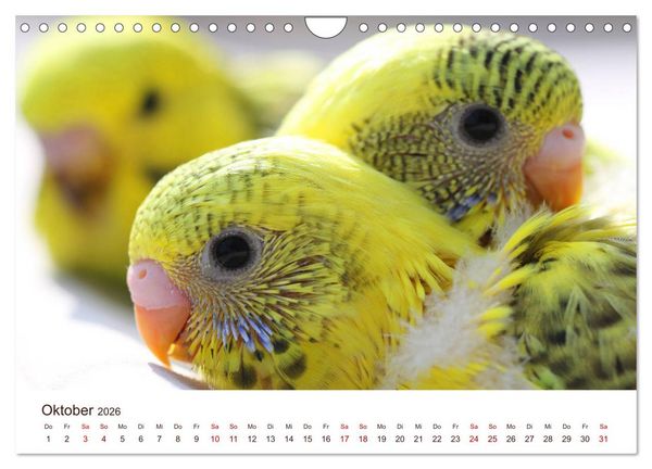 Produktbild: Wellensittiche - der NEUE Kalender (Wandkalender 2026 DIN A4 quer), CALVENDO Monatskalender