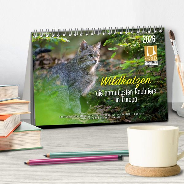 Produktbild: Wildkatzen - die anmutigsten Raubiere in Europa. (Tischkalender 2026 DIN A5 quer), CALVENDO Monatskalender