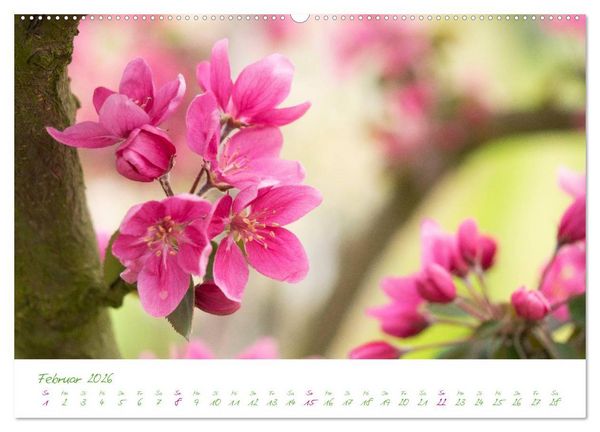 Produktbild: Kreislehrgarten in Steinfurt (Wandkalender 2026 DIN A2 quer), CALVENDO Monatskalender