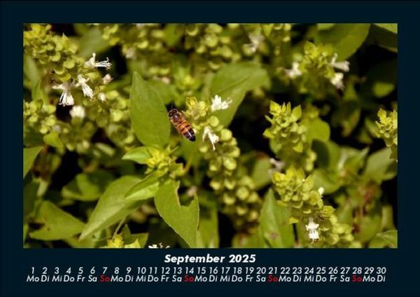 Produktbild: Bienen 2025 Fotokalender DIN A5