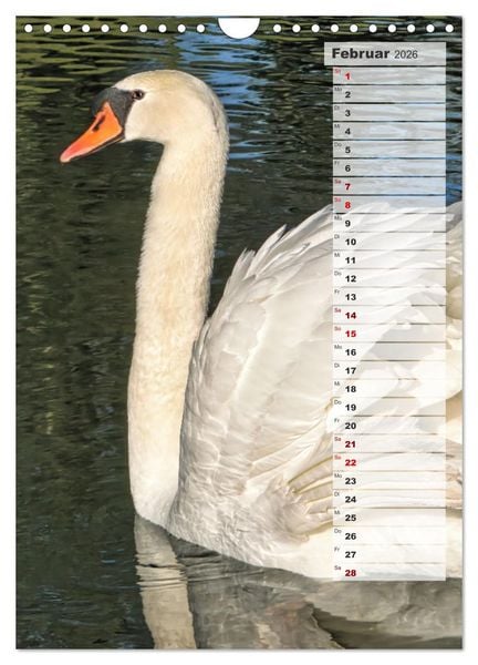Produktbild: Stolze Schw&auml;ne (Wandkalender 2026 DIN A4 hoch), CALVENDO Monatskalender